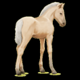 Wolf Hofir
